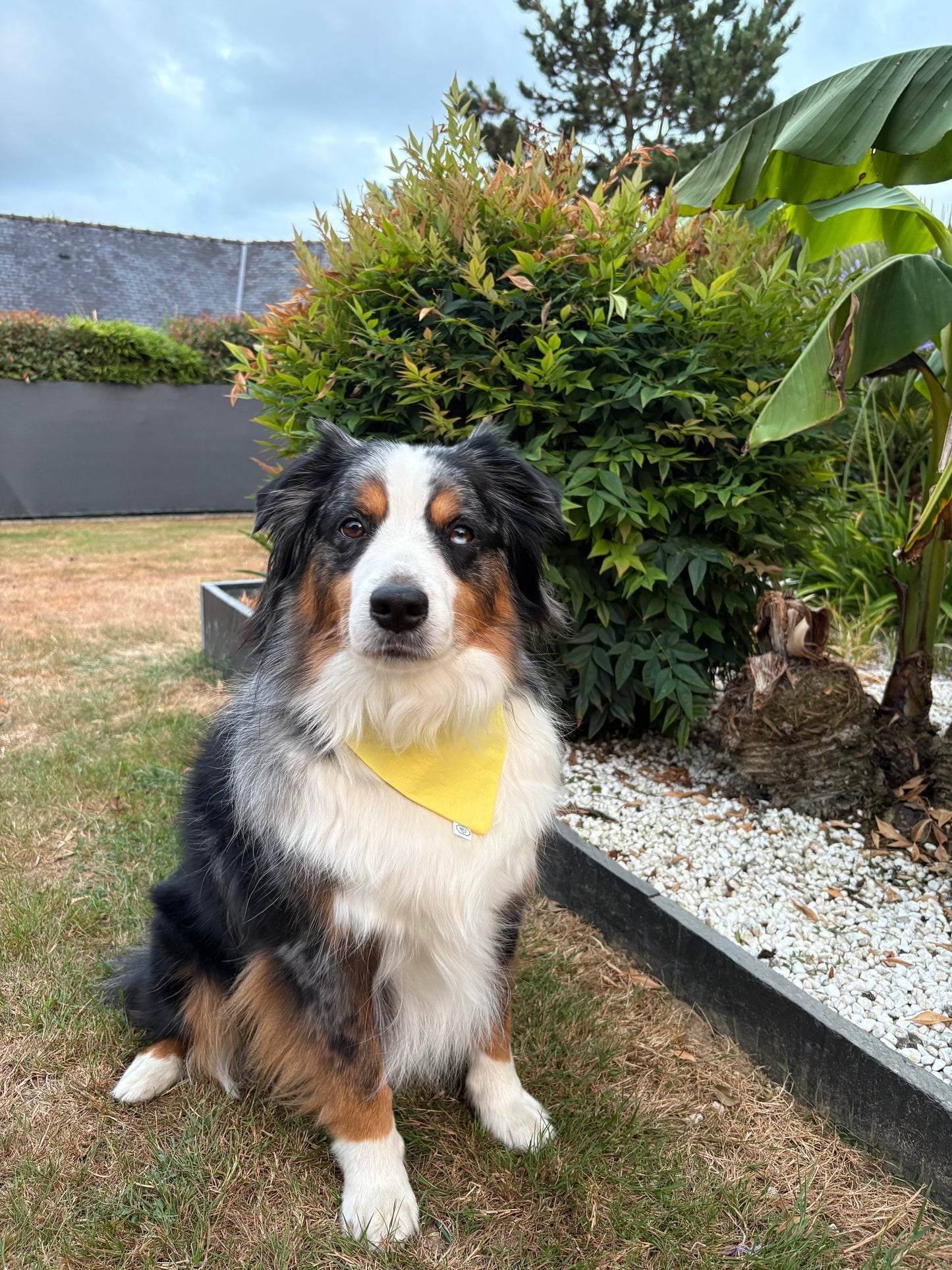 Bandana pour chien Solène