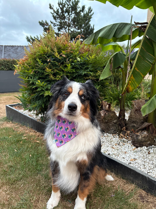 Le Pack Duo Matchy — Chien & Maîtresse Colette