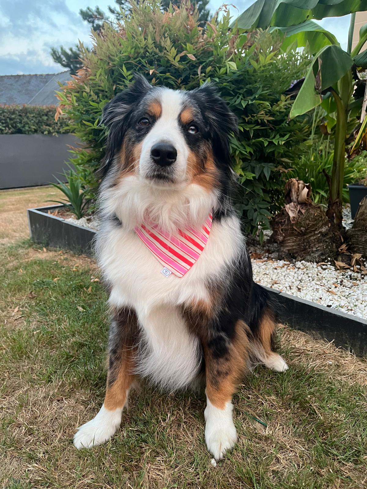 Bandana pour chien Léonie