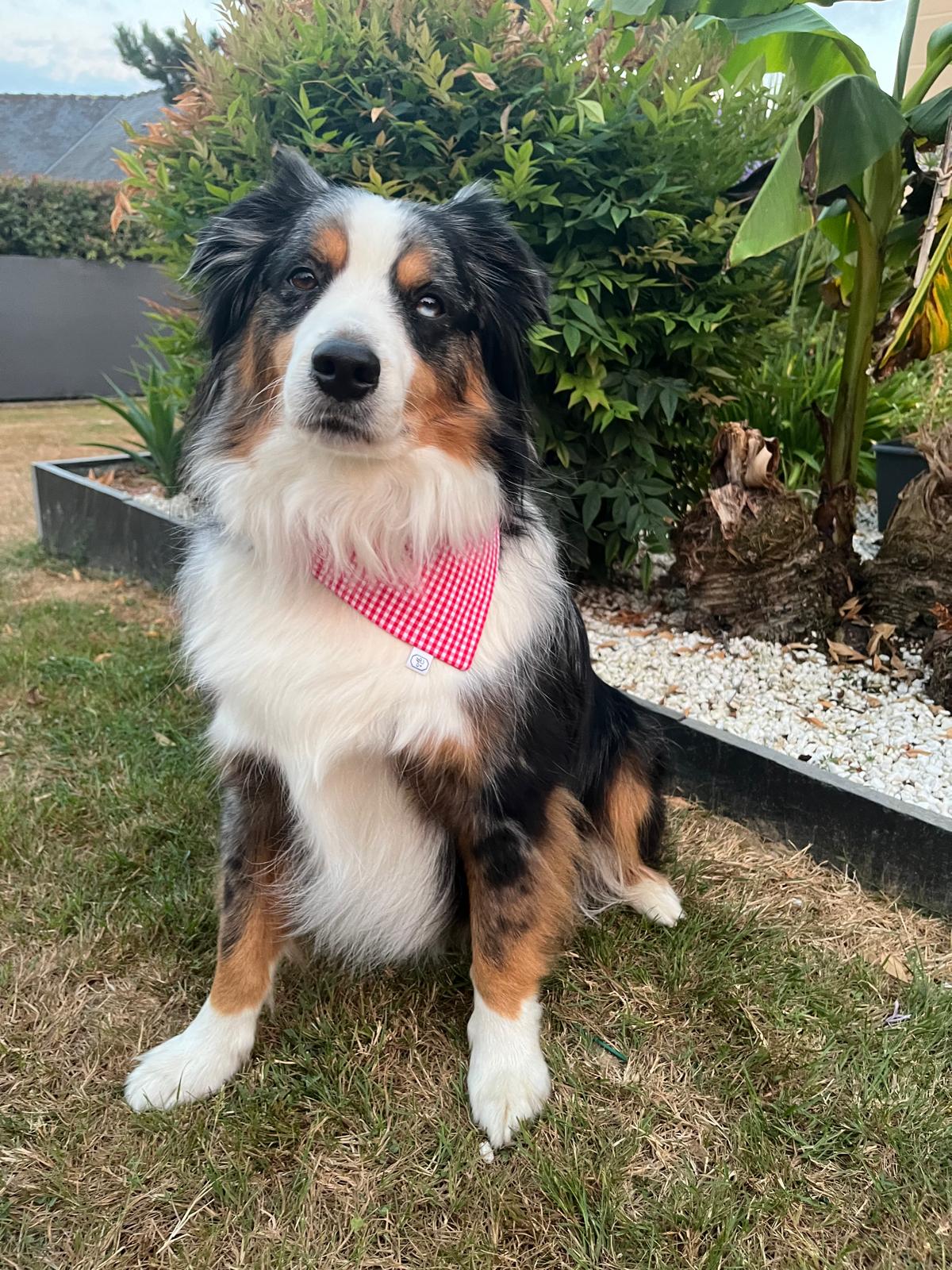 Bandana pour chien Marguerite