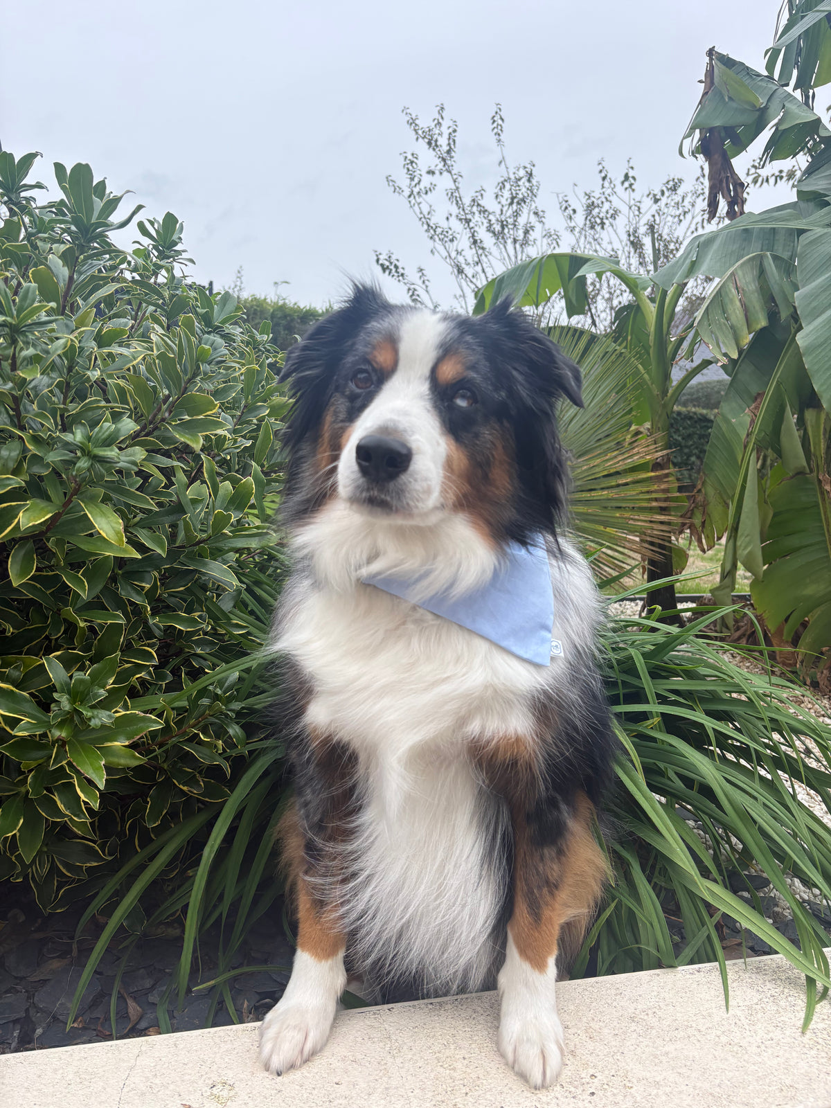 Bandana pour chien Alice