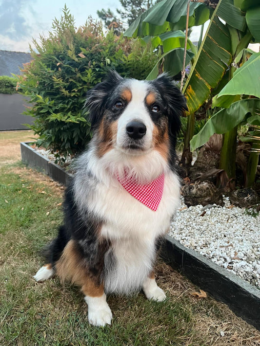 Bandana pour chien Augustine