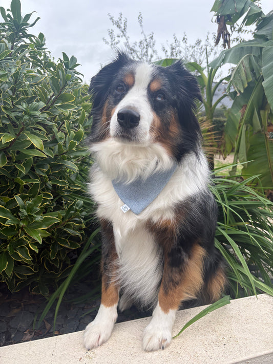 Bandana pour chien Billie