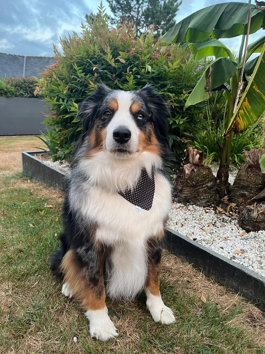 Bandana pour chien Céleste