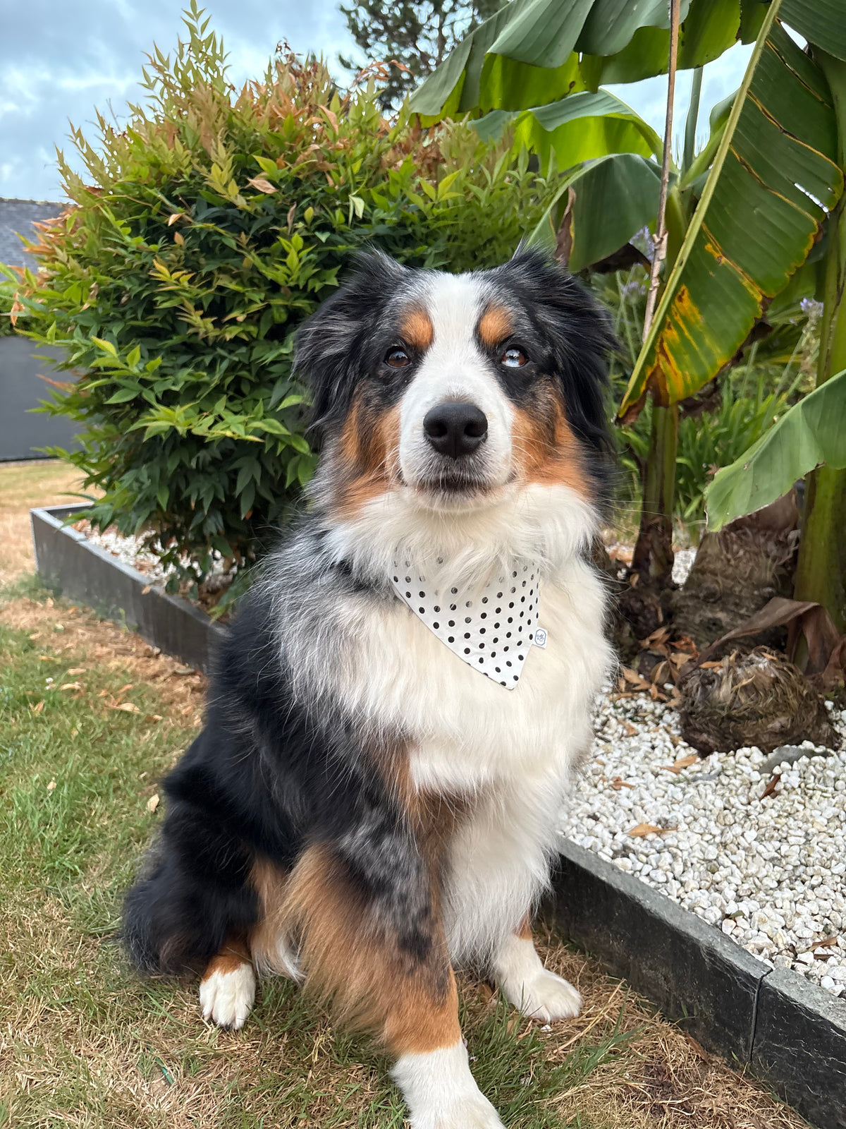 Bandana pour chien Colette