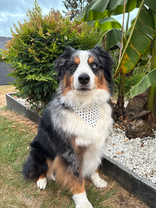 Bandana pour chien Colette