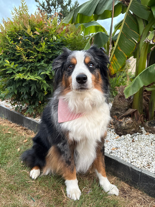 Bandana pour chien Garance