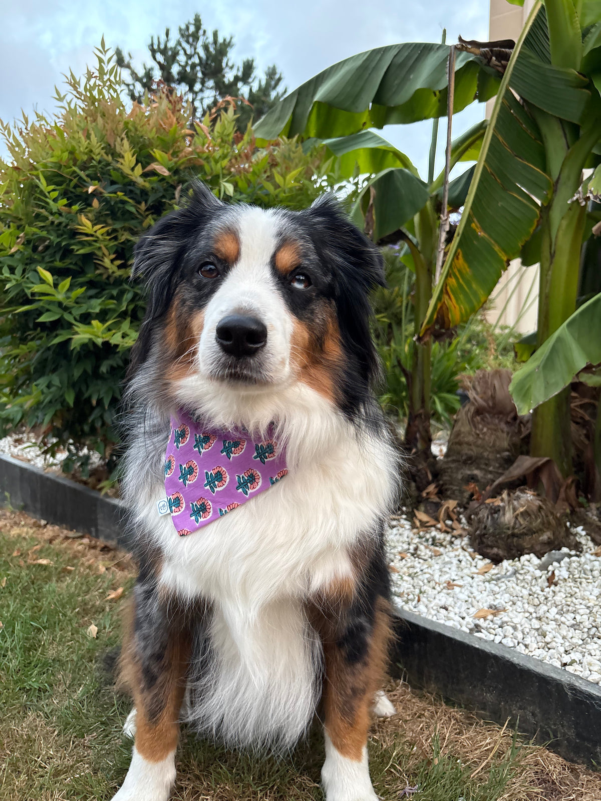 Bandana pour chien Iris
