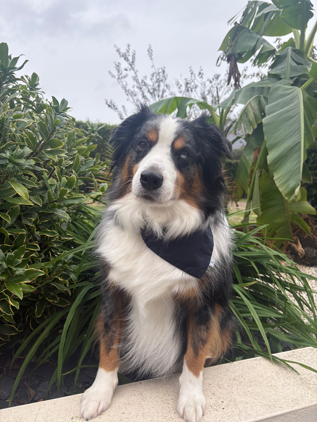 Bandana pour chien Marine