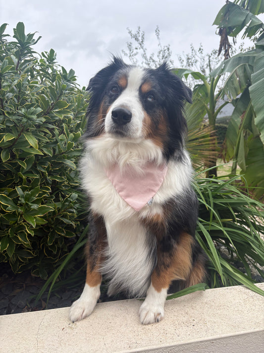 Bandana pour chien Rose